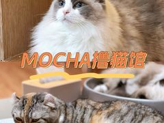 -MOCHA明星猫咖(田子坊店)