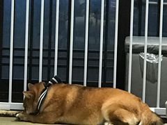 -逗柴咖啡屋·狗咖猫咖宠物桌游