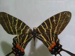 -上海昆虫博物馆