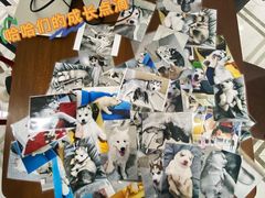 -星多哈·狗咖·拼豆·咖啡