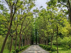 -日照海滨国家森林公园
