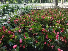 -黑龙江省森林植物园