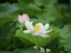 -长广溪湿地公园