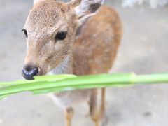 -鹿境梅花鹿生态园区