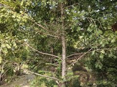 -广州神农草堂中医药博物馆