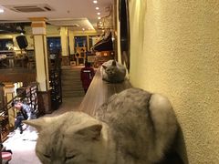 -more than meow吴止猫主题餐厅(承德 中船汇店)