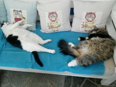 android_upload_pic-Anne猫窝咖啡屋