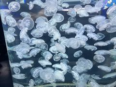 -芜湖新华联大白鲸海洋公园