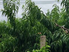 -老袁家蜜桃农场·阳山水蜜桃