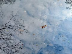 -秋霞圃