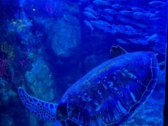 -太平洋海底世界