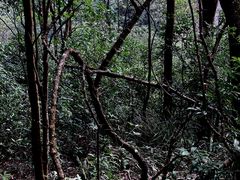 -广州市石门国家森林公园
