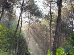 -铁山坪森林公园