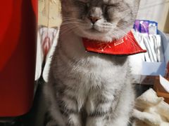 -猫色咖啡·猫咖