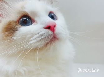 成为铲屎官需要一只猫星人
