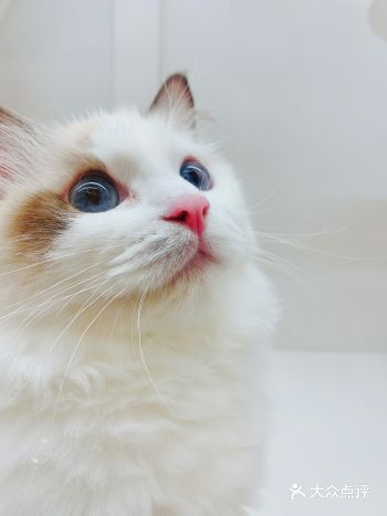 成为铲屎官需要一只猫星人