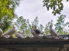 -广东花都香草世界旅游度假区