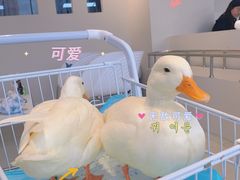 -怪兽屋·羊驼·猫咖·狗咖(俊华广场店)