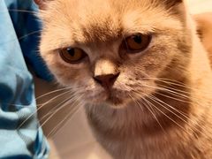 -猫房·猫吧·猫咖(龙湖时代汇店)