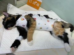 -纳吉亚猫专科动物医院博雅分院