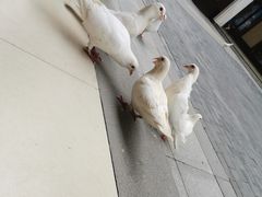 -王府井奥莱临潼小镇(临潼店)