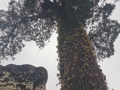 -北京上方山国家森林公园