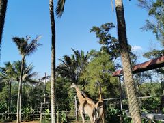-海南热带野生动植物园