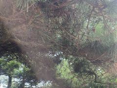 -庐山风景区花径公园