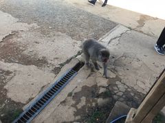 -岚山猴子公园