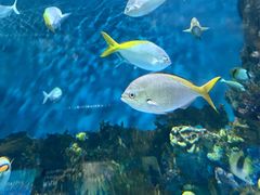 -上海海洋水族馆