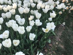 -上海鲜花港