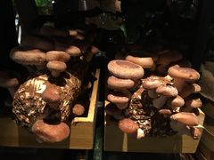 -大头椰·椰子鸡火锅(南宁万象城店)