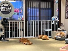 -逗柴咖啡屋·狗咖猫咖宠物桌游