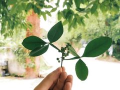 -南山植物园