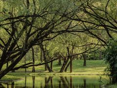 -上海共青森林公园