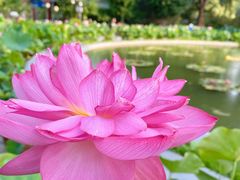 -莲花池公园