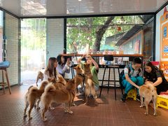 -柴犬高等学院·狗咖·柴犬售卖·宠物训练