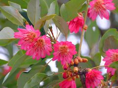 -广州市石门国家森林公园