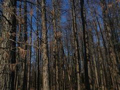 -上海共青森林公园