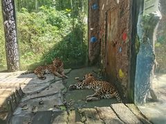 -贵州森林野生动物园