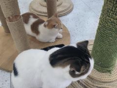 -喵园·猫主题咖啡厅·撸猫·猫咖(国贸店)