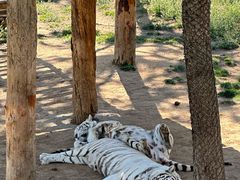 -西霞口神雕山野生动物世界