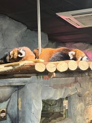 -Zoolung Zoolung动物主题公园(海信广场店)