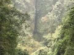 -张醪糟