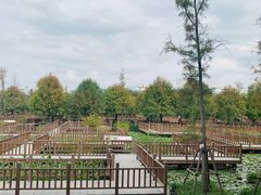 -五缘湾湿地公园