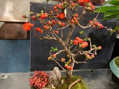 -双季花艺园艺市场(浦东店)