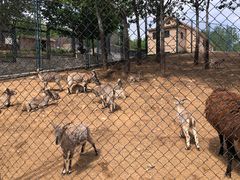 -大连森林动物园