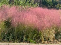 -石家庄市植物园