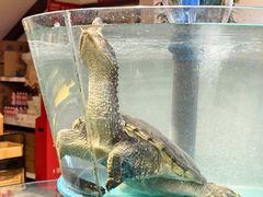 -魏铭鱼头捞饭(晋阳路店)