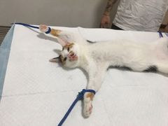 -灵美宠物诊所